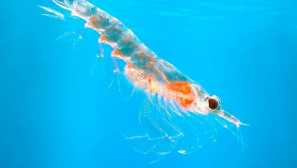 Antarktida krill